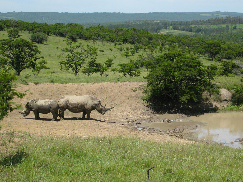 Utrotningshotad noshörning