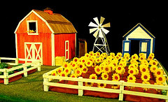 I Farmville blommor solrosorna